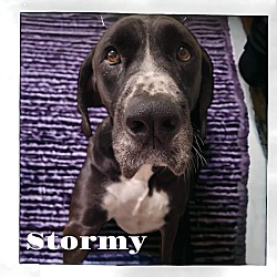 Thumbnail photo of Stormy #4