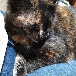 Thumbnail photo of LILY - Torti Girl - Lovely Young Cat! #1