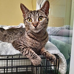 Thumbnail photo of Tullia AT Petsmart Newington #1