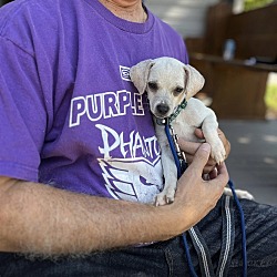 Thumbnail photo of NEMO   4.6 Pounds   PUPPY   FOSTERED IN NEW JERSEY #2