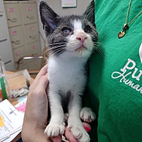 adopt a pet