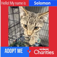 adopt a pet