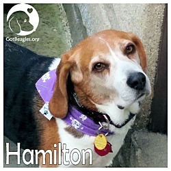 Thumbnail photo of Hamilton #1