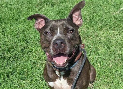 Tucson, AZ - American Pit Bull Terrier. Meet ZEUS a Pet for Adoption ...