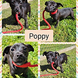 Thumbnail photo of Poppy #2