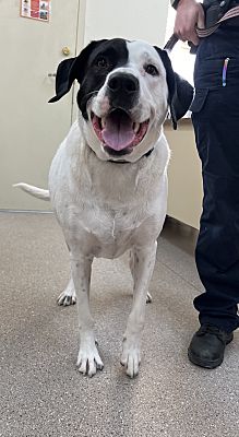 Fallon, NV - Labrador Retriever. Meet Roxy a Pet for Adoption ...