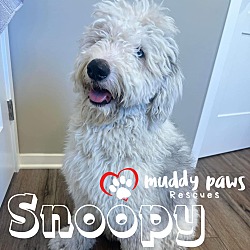 Photo of Snoopy - No Longer Accepting Applications