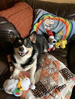 Fort Worth, TX - Pembroke Welsh Corgi. Meet Donuts a Pet for Adoption ...