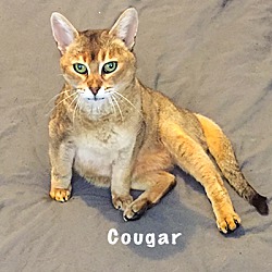 Thumbnail photo of Cougar #2