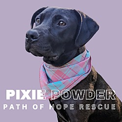 Photo of Pixie Powder