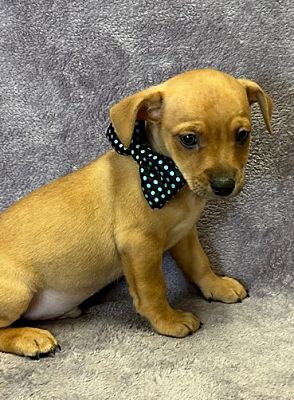 Lodi, CA - Miniature Pinscher/Chihuahua. Meet Waldo a Pet for Adoption ...