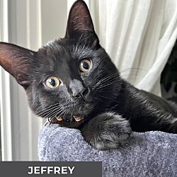 Thumbnail photo of Jeffrey #1