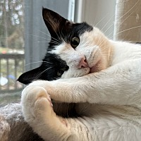 adopt a pet