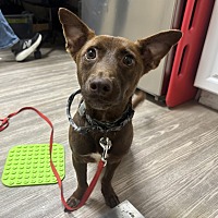 adopt a pet