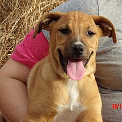 Thumbnail photo of Tacoma (14 lb) Pretty Pup! #2