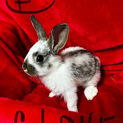 Thumbnail photo of Clove #3