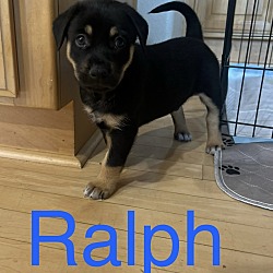 Thumbnail photo of Ralph #4