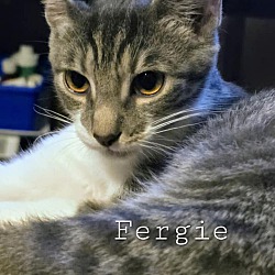 Thumbnail photo of Fergie #2