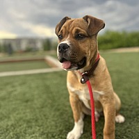 adopt a pet
