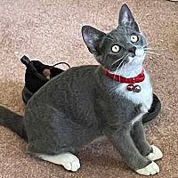 adopt a pet