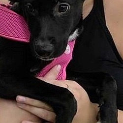 Thumbnail photo of Mila *in adoption process #2