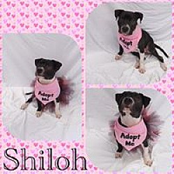 Photo of Shiloh - Pawsitive Direction