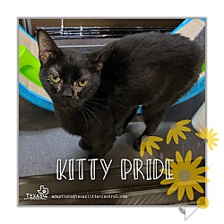 Photo of Kitty Pride
