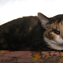 Thumbnail photo of Amaretto (Spayed/Combo Tested) #2