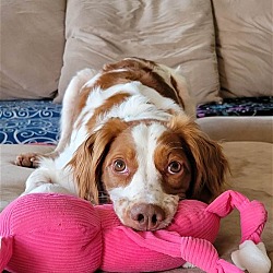 Photo of OK/Gabby Mae (AR)