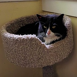 Photo of Wiley - playful & loving