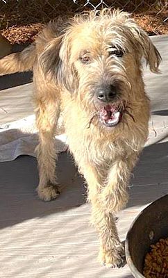 Sudbury, Ma - Goldendoodle. Meet Nyla A Pet For Adoption - Adoptapet.com