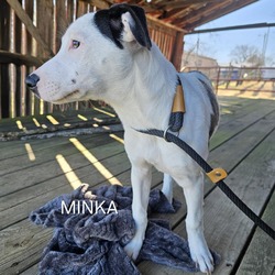 Photo of Minka
