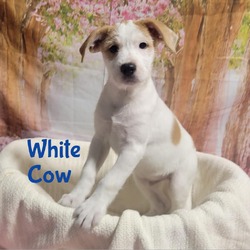 Thumbnail photo of White cow #1