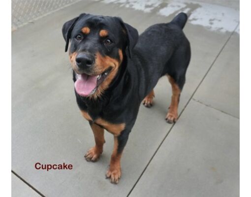 Rochester, MN - Rottweiler/Mixed Breed (Medium). Meet Cupcake a Pet for ...