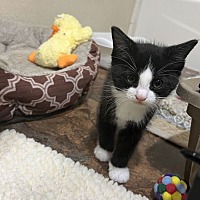 adopt a pet
