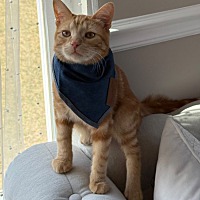 adopt-pet