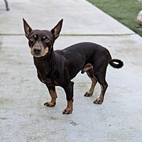 adopt a pet