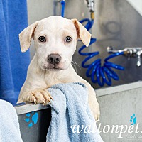adopt a pet