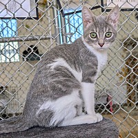 adopt-pet