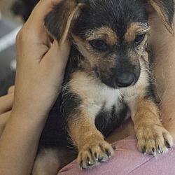 Thumbnail photo of Dior - Chanel pup #2