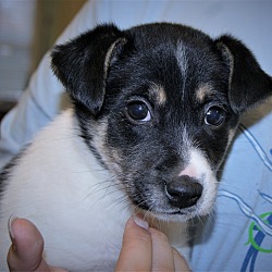 Thumbnail photo of Tammie ~ ADOPTED! #1