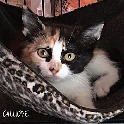 Thumbnail photo of Calliope #1