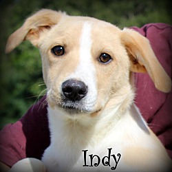 Thumbnail photo of Indy~adopted! #1