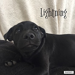 Thumbnail photo of Lightning #1