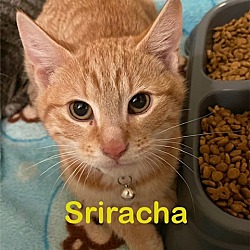 Photo of SRIRACHA Kitten