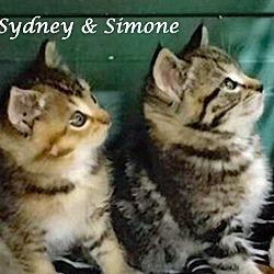 Thumbnail photo of SYDNEY (adopt w/SIMONE #3