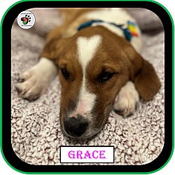 Thumbnail photo of Grace - The "G" Litter #2
