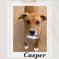 Thumbnail photo of Casper #1