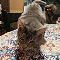 adopt a pet