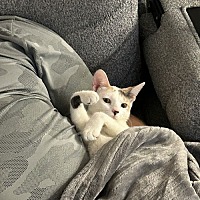 adopt a pet